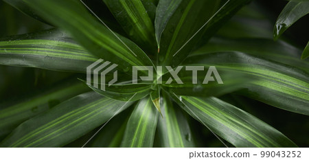 Natural forest plant green leaf in tropical climate. Creative layout made of tropical plants. 99043252