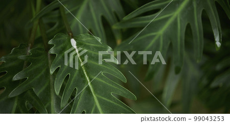 Natural forest plant green leaf in tropical climate. Creative layout made of tropical plants. 99043253