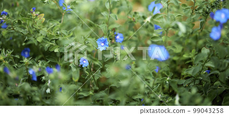Natural forest plant green leaf in tropical climate. Creative layout made of tropical plants. 99043258