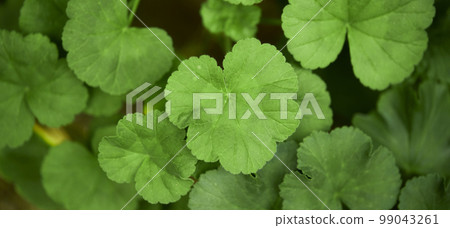 Natural forest plant green leaf in tropical climate. Creative layout made of tropical plants. Natural forest plant green leaf in tropical climate. Creative layout made of tropical plants. 99043261