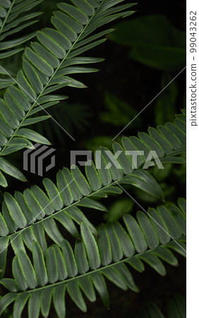 Natural forest plant green leaf in tropical climate. Creative layout made of tropical plants. 99043262