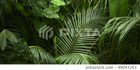 Natural forest plant green leaf in tropical climate. Creative layout made of tropical plants. 99043263