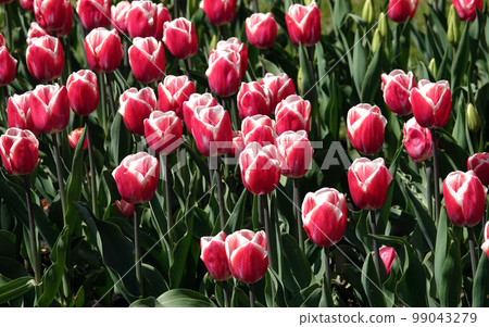 Tulips of different varieties and colors planted in the parks of the city of Kiev Tulips of different varieties and colors planted in the parks of the city of Kiev 99043279