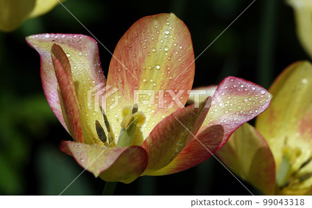 Flowers Tulips of different varieties and colors planted in the parks of the city of Kiev Flowers Tulips of different varieties and colors planted in the parks of the city of Kiev 99043318