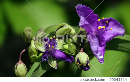 Flowers Tradescantia garden closeup very delicate and beautiful 99043324