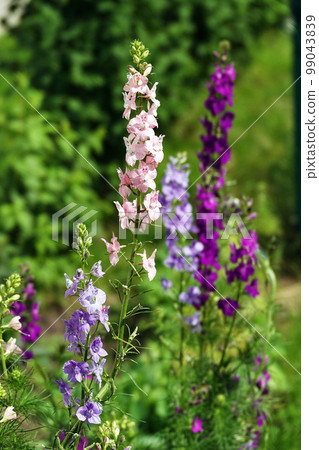 The flowers of Sokirki field closeup are very delicate and beautiful 99043839