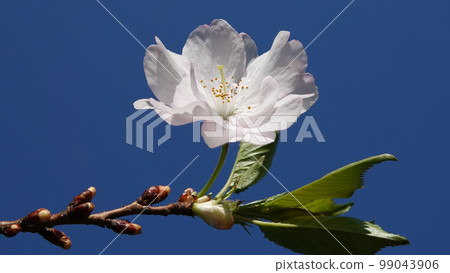 Sakura spring flowering in the parks of the city of Kiev Sakura spring flowering in the parks of the city of Kiev 99043906