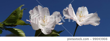 Sakura spring flowering in the parks of the city of Kiev 99043908
