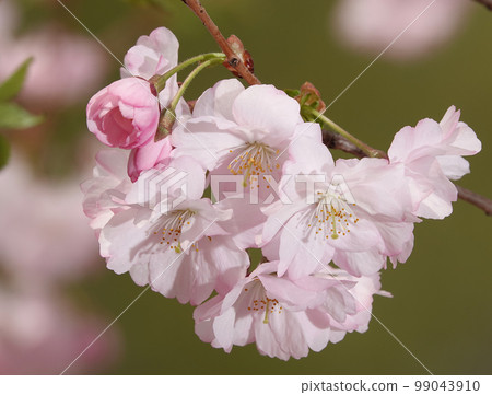 Sakura spring flowering in the parks of the city of Kiev 99043910