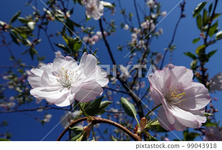 Sakura spring flowering in the parks of the city of Kiev 99043918