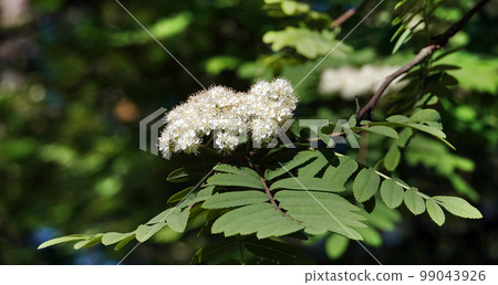 Mountain ash flowers - a tree with delicate white flowers Mountain ash flowers - a tree with delicate white flowers 99043926