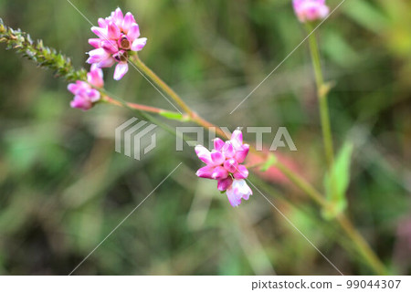 米佐巴沼澤風光 99044307