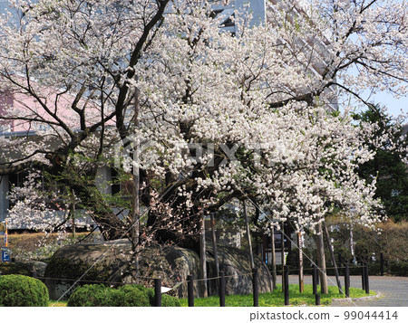 岩手縣盛岡市石割櫻 99044414