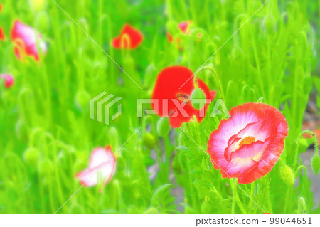 雨中美麗的雪莉罌粟花 雨中美麗的雪莉罌粟花 99044651