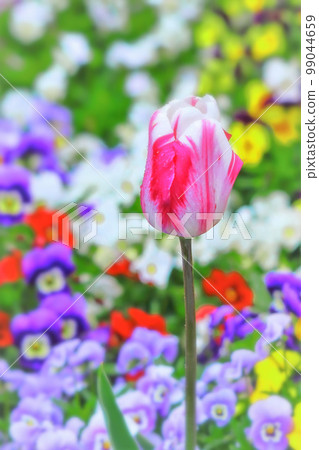 Beautiful pink and white bicolor tulips Beautiful pink and white bicolor tulips 99044659