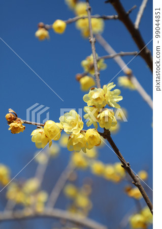 Rubai in full bloom Rubai in full bloom 99044851
