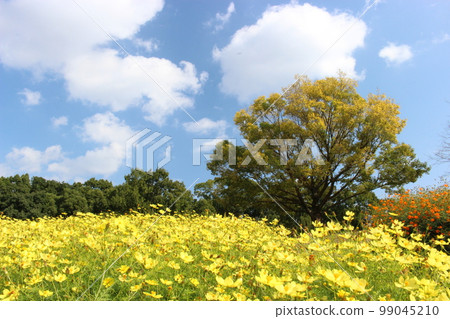 Autumn scenery, cosmos in full bloom 99045210