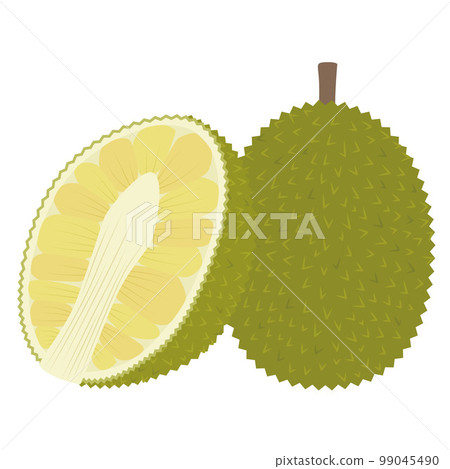illustration of jackfruit 99045490