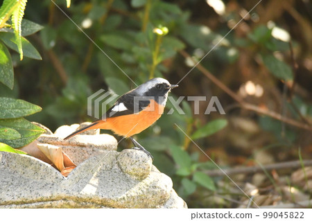 Daurian redstart Little winter bird Very friendly Can be found anywhere 99045822