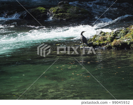 Cormorant in mountain stream 99045932