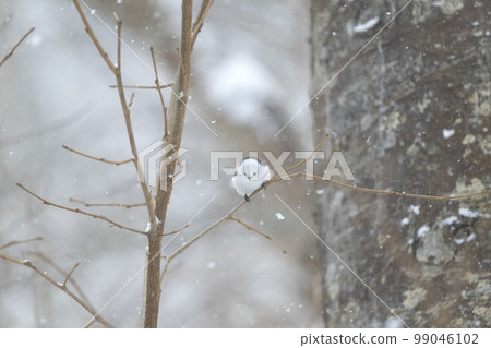 Shimaenaga Shimaenaga 99046102