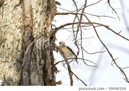 壓膠 壓膠 99046104