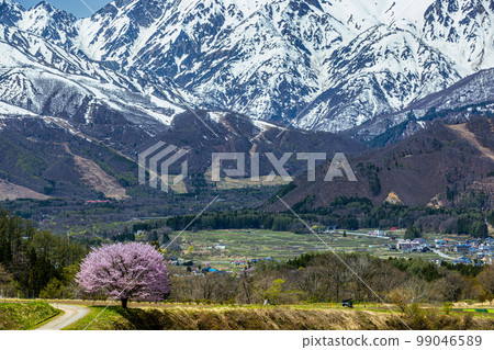 [Nagano Prefecture/ Hakuba] Co-starring Nodaira's one cherry tree and the Northern Alps April May 99046589