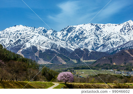 [Nagano Prefecture/ Hakuba] Co-starring Nodaira's one cherry tree and the Northern Alps April May 99046602