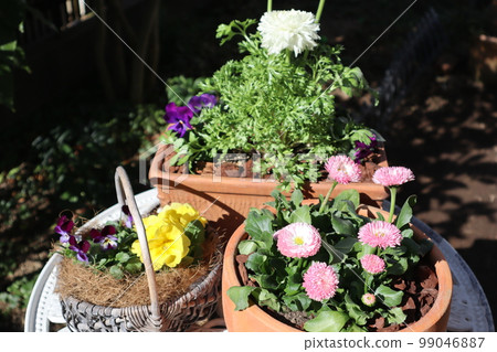 Spring flower group planting & group pot 99046887