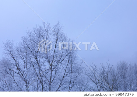 寒冷的冬日早晨,雪景,薄霧 寒冷的冬日早晨,雪景,薄霧 99047379