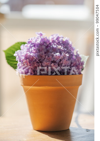 Purple hydrangea macrophylla in a terracotta pot. Purple hydrangea macrophylla in a terracotta pot. 99047584