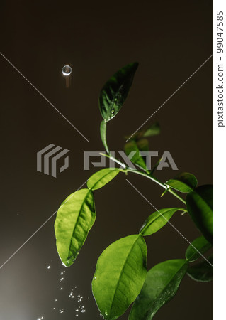 Drops drip on the leaves of domestic plants. Drops drip on the leaves of domestic plants. 99047585