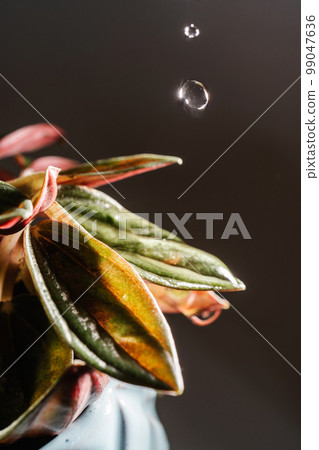 Drops drip on the leaves of domestic plants. 99047636