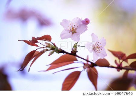 Colorful cherry blossoms 99047646