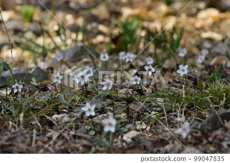 栃木市星野花盛開的節分莊自然保護區 99047835