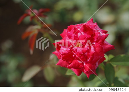 荒尾市少女公民花壇玫瑰花, 荒尾市少女公民花壇玫瑰花, 99048224