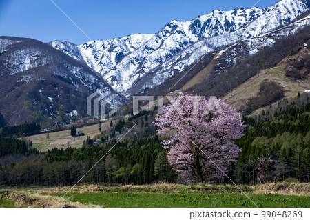 [Nagano Prefecture Hakuba] Spring in Shinshu, one cherry tree in Shinshiro April May 99048269
