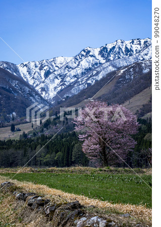 [Nagano Prefecture Hakuba] Spring in Shinshu, one cherry tree in Shinshiro April May 99048270