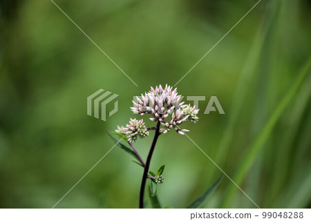 Sawa bulbul marsh scenery 99048288