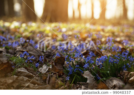 Spring early flowers Csilla siberica in the forest among old leaves 99048337