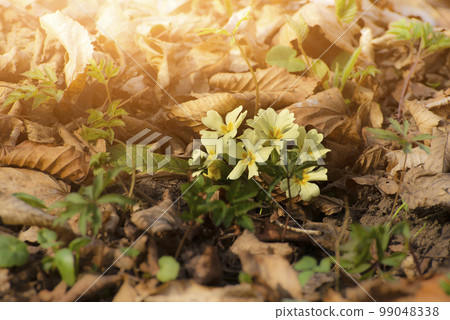 Primula vulgaris spring flowers among fallen leaves 99048338