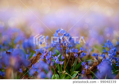 Spring early flowers Csilla siberica in the forest among old leaves 99048339
