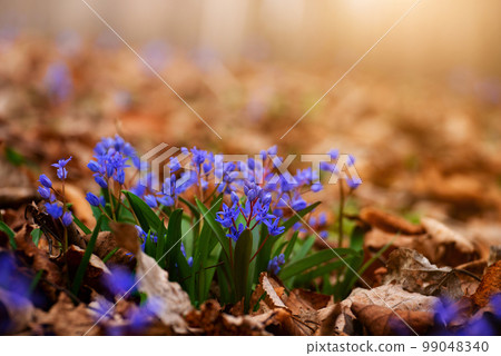 Spring early flowers Csilla siberica in the forest among old leaves 99048340