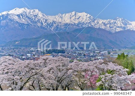 Shinshu Omachi City in spring Overlooking the cherry blossoms in full bloom near the Mountain Museum, the city of Omachi and the remaining snow in the Northern Alps can be seen 99048347