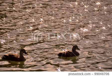 一群野鴨在波光粼粼的湖面上游泳 99048706