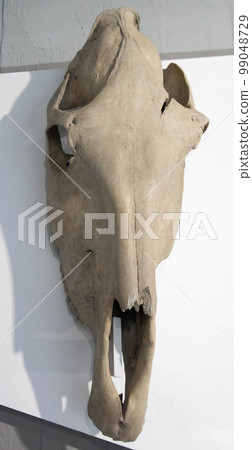 Large skull of a horse on a white background found during excavations, close-up. 99048729