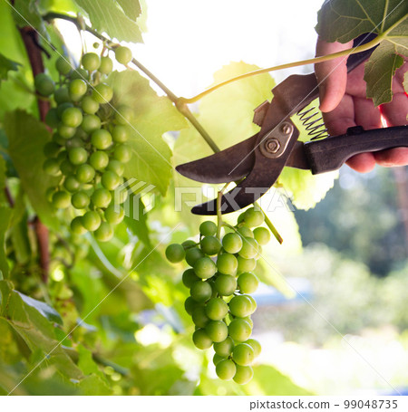 a gardener cuts a large bunch of yellow-green grapes with secateurs on a sunny day in summer, close-up. Rural economy a gardener cuts a large bunch of yellow-green grapes with secateurs on a sunny day in summer, close-up. Rural economy 99048735