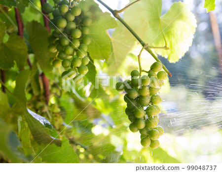 Spraying grapes from diseases and pests with a special chemical solution. Processing grapes on a sunny day. Copy space for text 99048737