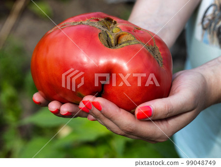 The girl holds a huge red tomato in her hands, close-up. Cultivation of vegetable crops at their summer cottage. Close-up 99048749