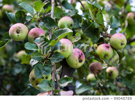 fungal disease on apple fruits. Black dots on apples, scab disease or flycatcher. fungal disease on apple fruits. Black dots on apples, scab disease or flycatcher. 99048789